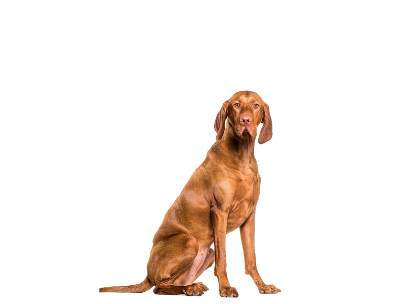 Vizsla shedding hot sale